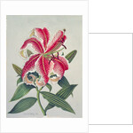 Botanical Lily, 1996 by Lillian Delevoryas