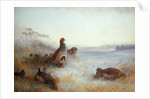 Partridges in Early Morning, 1910 by Archibald Thorburn