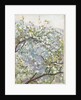 Blossom, c.1900 by Arthur Haythorne Studd