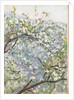 Blossom, c.1900 by Arthur Haythorne Studd