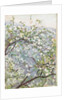 Blossom, c.1900 by Arthur Haythorne Studd
