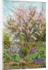 Cherry blossom with trellis fence below by Arthur Haythorne Studd
