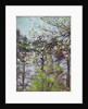 Cherry tree in blossom with pine trees in background by Arthur Haythorne Studd