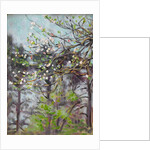 Cherry tree in blossom with pine trees in background by Arthur Haythorne Studd