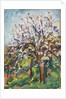 Almond Blossom on a sloping verge, c.1910 by Arthur Haythorne Studd