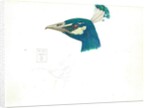 Head of a Peacock, 11 IX, 1900 by Joseph Edward Southall
