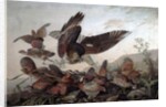 Hawks Attacking Partridges, 1826 by John James Audubon