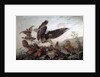 Hawks Attacking Partridges, 1826 by John James Audubon