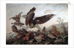 Hawks Attacking Partridges, 1826 by John James Audubon