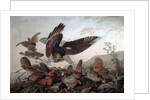 Hawks Attacking Partridges, 1826 by John James Audubon