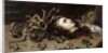 Head of Medusa, 1618 by Peter Paul Rubens