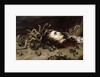 Head of Medusa, 1618 by Peter Paul Rubens