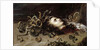 Head of Medusa, 1618 by Peter Paul Rubens