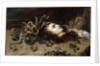 Head of Medusa, 1618 by Peter Paul Rubens