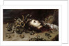 Head of Medusa, 1618 by Peter Paul Rubens