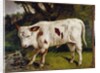 The calf by Gustave Courbet