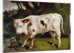 The calf by Gustave Courbet
