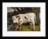 The calf by Gustave Courbet