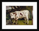 The calf by Gustave Courbet