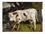 The calf by Gustave Courbet
