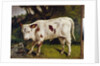 The calf by Gustave Courbet