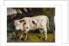 The calf by Gustave Courbet
