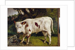 The calf by Gustave Courbet