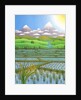 Japan Rice Paddy Field, 1997 by Larry Smart