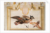 A Pair of Exotic Birds by Giandomenico (1727-1804) Tiepolo
