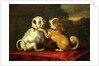 Dogs at Play by European School