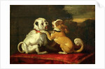 Dogs at Play by European School