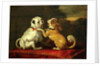 Dogs at Play by European School