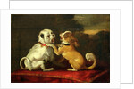 Dogs at Play by European School