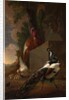 A Peacock, Turkey, and Chicken with her Chicks beside a Classical Fountain in a Landscape by Abraham Bisschop