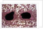Cats, 1988 by Lucy Willis