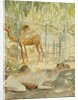 Camels at Rest, Salala 1992 by Lucy Willis