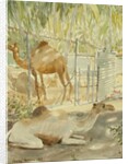 Camels at Rest, Salala 1992 by Lucy Willis