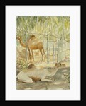 Camels at Rest, Salala 1992 by Lucy Willis