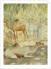 Camels at Rest, Salala 1992 by Lucy Willis