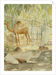 Camels at Rest, Salala 1992 by Lucy Willis