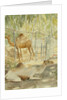 Camels at Rest, Salala 1992 by Lucy Willis