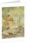 Camels at Rest, Salala 1992 by Lucy Willis