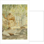 Camels at Rest, Salala 1992 by Lucy Willis
