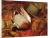 The Dead Mallard by William Holman Hunt