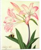 Lilium Belladonna and Bee, 1786 by Matilda Conyers