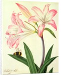 Lilium Belladonna and Bee, 1786 by Matilda Conyers