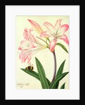 Lilium Belladonna and Bee, 1786 by Matilda Conyers