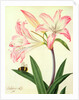 Lilium Belladonna and Bee, 1786 by Matilda Conyers