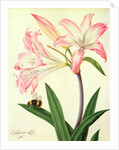 Lilium Belladonna and Bee, 1786 by Matilda Conyers