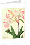 Lilium Belladonna and Bee, 1786 by Matilda Conyers